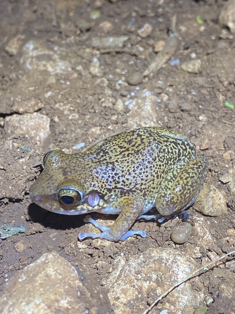 Barahona Rock Frog
