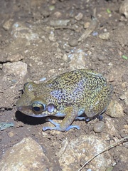 Barahona Rock Frog photo 1
