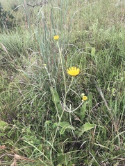 Berkheya setifera