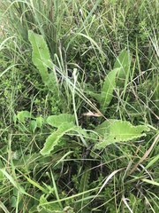 Berkheya setifera