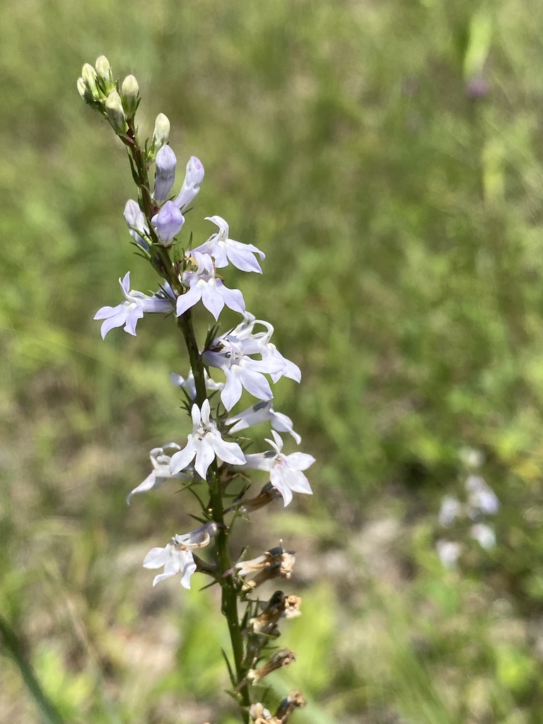 pale-spiked lobelia in July 2023 by Christopher David Benda · iNaturalist