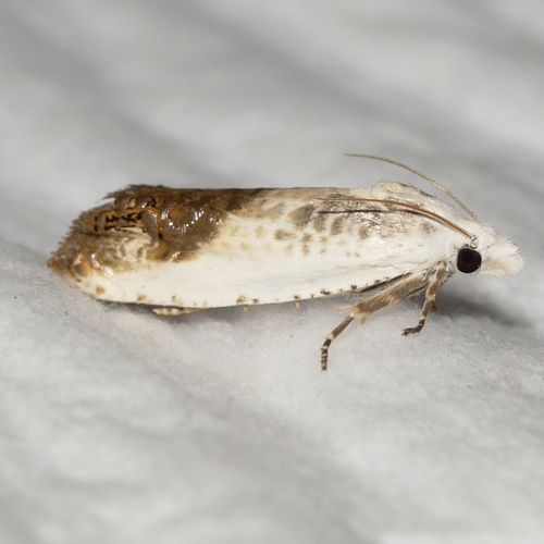 Giant Eucosma Moth photo 3