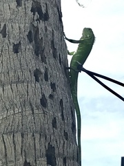 Iguana iguana