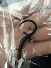 Plethodontinae