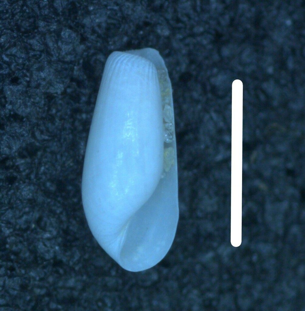 Pyrunculus caelatus