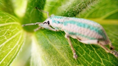 Compsus viridivittatus