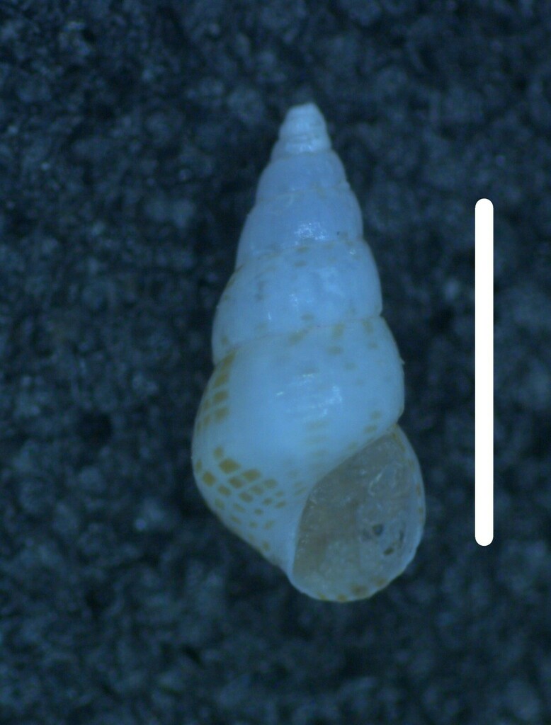 Varicose Alaba
