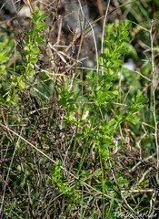 Lotus conimbricensis