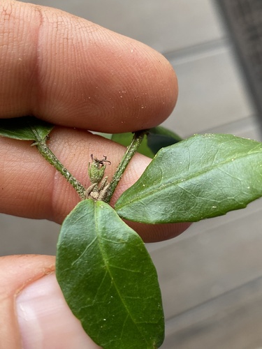 Croton dockrillii
