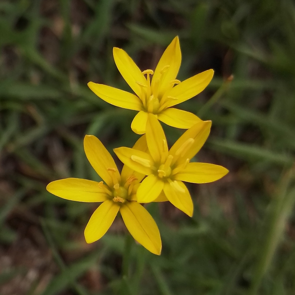 Nothoscordum montevidense