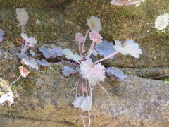 Heuchera missouriensis