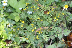 Tagetes foetidissima