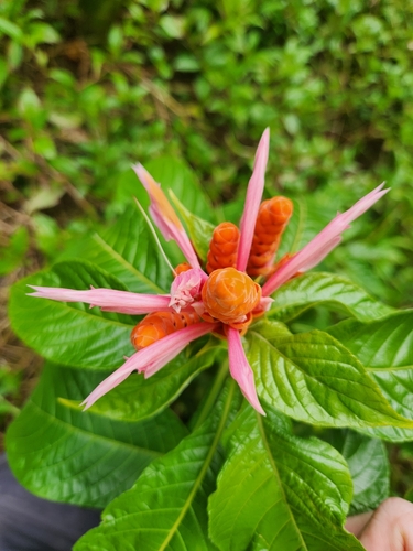 Aphelandra sinclairiana, 2023-07-25