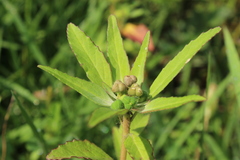 Euphorbia cuphosperma