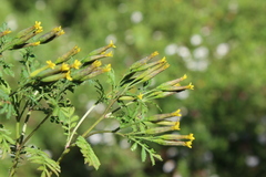 Tagetes foetidissima