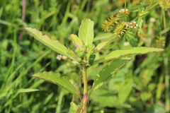 Euphorbia cuphosperma
