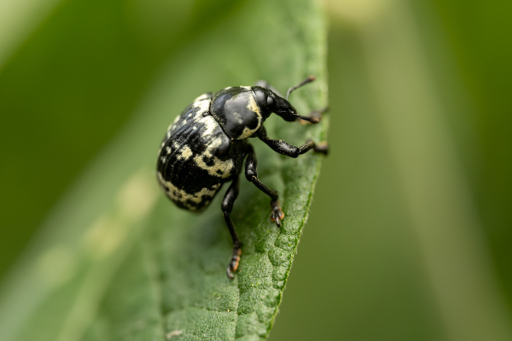 Sternechus extortus