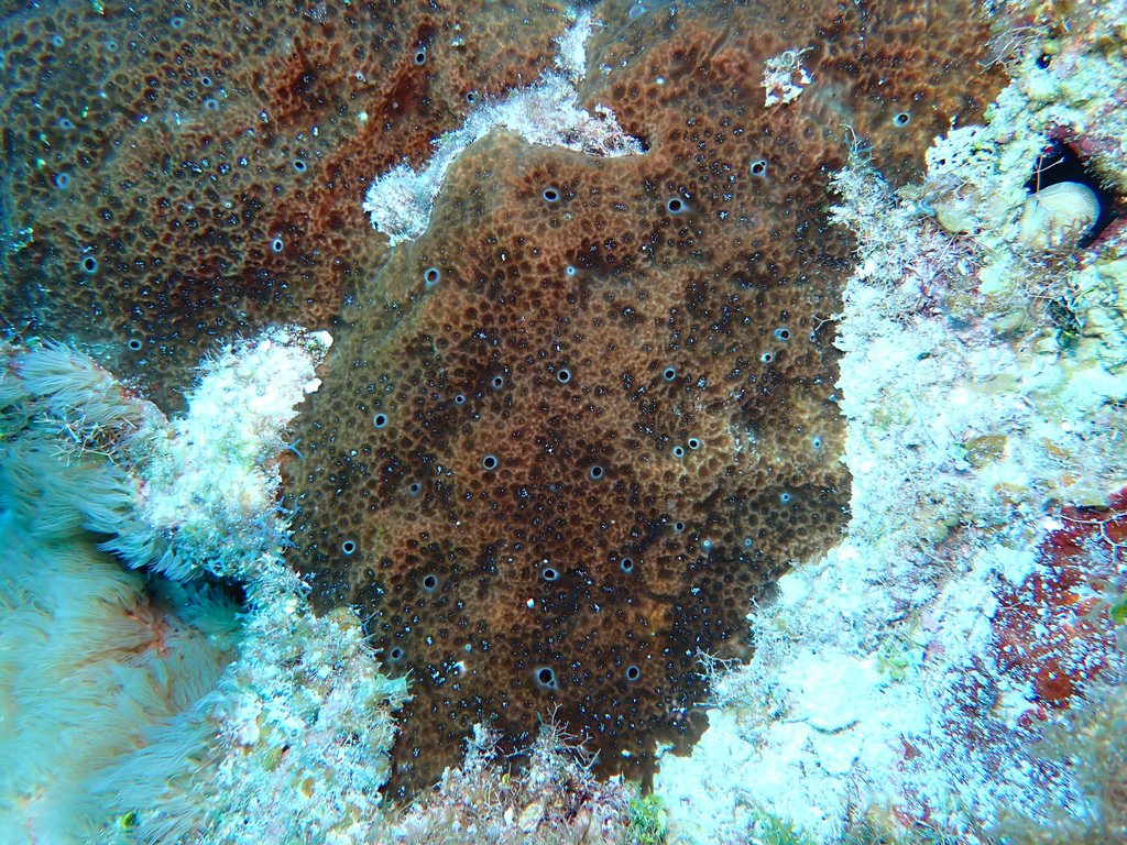 Coral Encrusting Sponge
