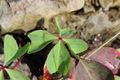Oxalis tetraphylla