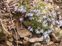 Phlox bifida