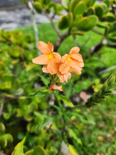 Crossandra infundibuliformis observed 2023-07-25