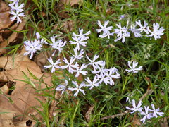Phlox bifida