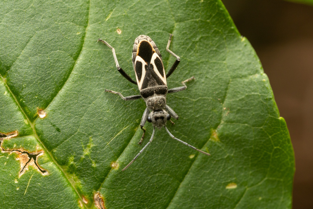 Arhaphe morelensis