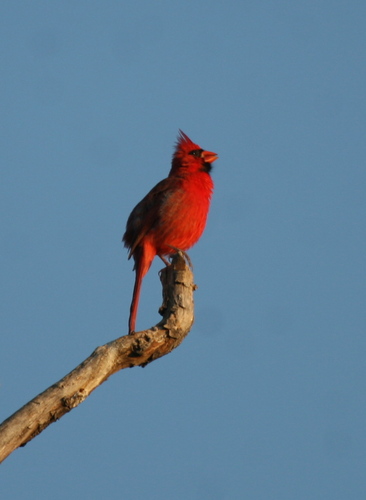Northern Cardinal photographed in New Mexico