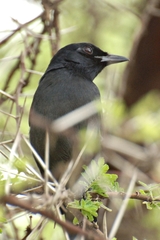 Laniarius funebris