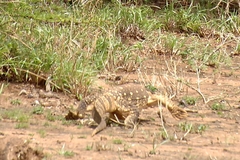 Varanus albigularis