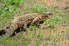 Varanus albigularis