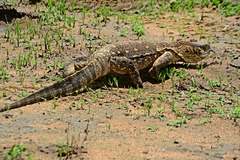 Varanus albigularis