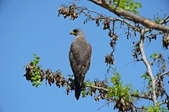 Melierax poliopterus