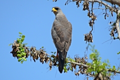 Melierax poliopterus