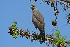 Melierax poliopterus