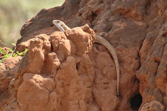 Broadleysaurus major