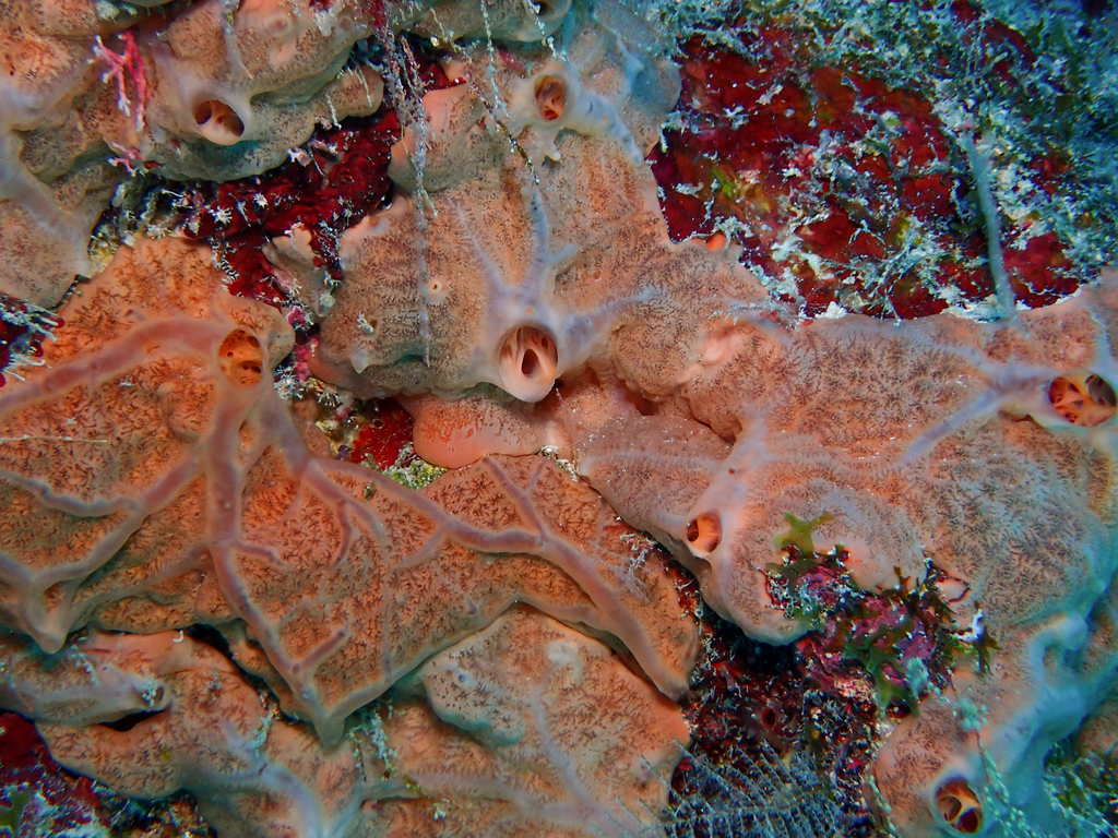 Spirastrella hartmani