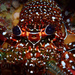 Spiny Lobsters - Photo (c) Dan Schofield, some rights reserved (CC BY), uploaded by Dan Schofield