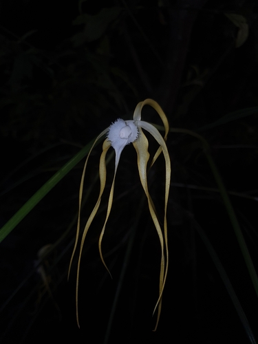 Image of Brassavola Appendiculata (Brassavola appendiculata) by (c) Victor De la Cruz, some rights reserved (CC BY)