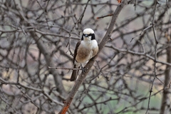 Eurocephalus ruppelli