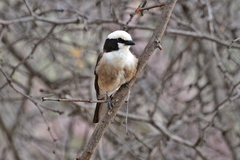 Eurocephalus ruppelli