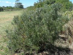 Leucadendron galpinii