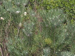 Leucadendron galpinii