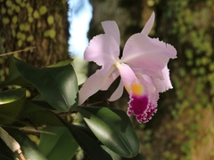 Cattleya trianae