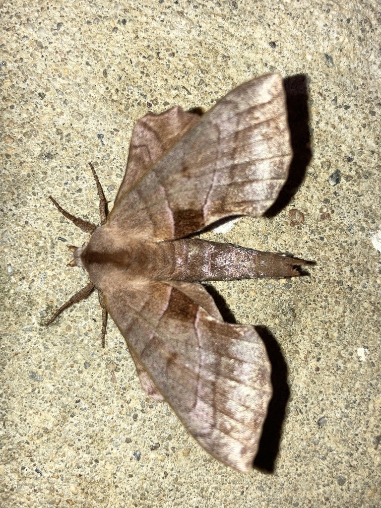 Walnut Sphinx from Zinn Chapel Rd, Reedsville, WV, US on July 26, 2023 ...