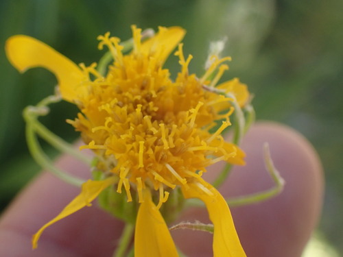 Image of Senecio megacephalus by no rights reserved