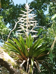 Tillandsia fendleri