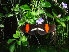 Heliconius melpomene rosina