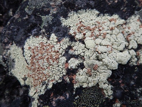 Alpine Bloodspot Lichen