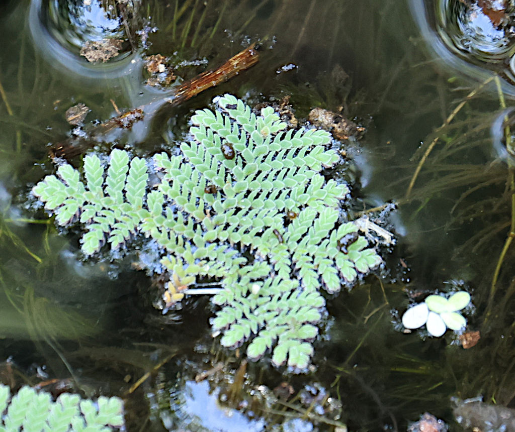 Feathered Mosquito Fern from Fogg Dam, Waterlily Walk, Middle Point NT ...